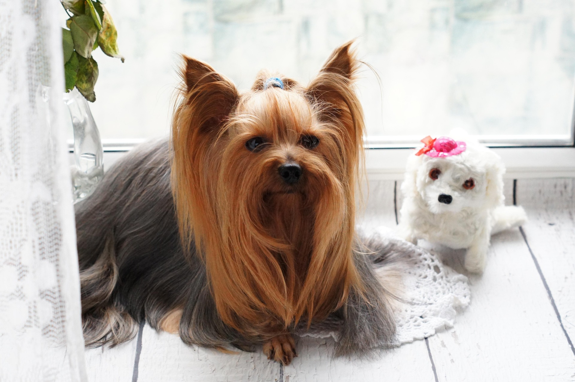 Customer's Pet Highlights